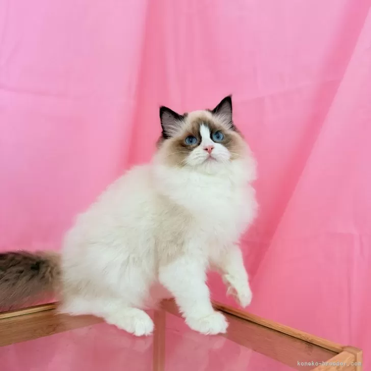 ID：2503-00601の子猫