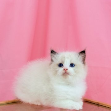 ラグドール【東京都・女の子・2025年2月19日・シールポイントバイカラー】の写真「両親外産　でかい体の可愛い女の子」