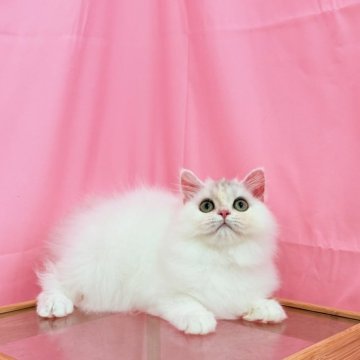 ミヌエット(長足)【東京都・男の子・2025年6月3日・シルバー】の写真「人大好きで超カッコウイイ男の子」