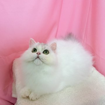 ミヌエット(長足)【東京都・男の子・2025年6月3日・シルバー】の写真「両親外産　ハイクォリティで性格よい男の子」