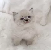 ラグドール【東京都・男の子・2024年12月2日・シールリンクスポイントミテッド】の写真1