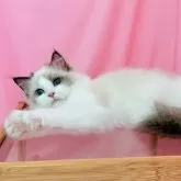 ラグドール【東京都・女の子・2025年2月19日・シールポイントバイカラー】の写真1