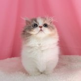 ミヌエット(短足)