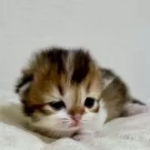 ミヌエット(短足)