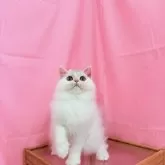 ミヌエット(長足)