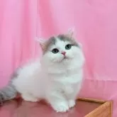 ミヌエット(短足)