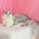 ミヌエット(短足)