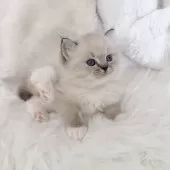 ラグドール【東京都・男の子・2024年12月2日・シールリンクスポイントミテッド】の写真2