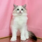 ラグドール【東京都・男の子・2025年6月1日・シールリンクスポイントバイカラー】の写真2