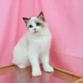 ラグドール【東京都・女の子・2025年2月19日・シールポイントバイカラー】の写真3