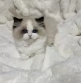 ラグドール【東京都・男の子・2024年12月2日・シールポイントバイカラー】の写真4