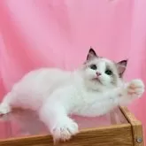 ラグドール【東京都・女の子・2025年2月19日・シールポイントバイカラー】の写真5