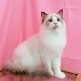 ラグドール【東京都・男の子・2025年2月19日・シールポイントバイカラー】の写真5