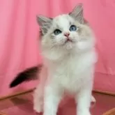 ラグドール【東京都・男の子・2025年6月1日・シールリンクスポイントバイカラー】の写真7