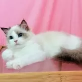 ラグドール【東京都・女の子・2025年2月19日・シールポイントバイカラー】の写真8