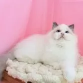 ラグドール【東京都・男の子・2025年9月27日・ブルーポイントバイカラー】の写真9