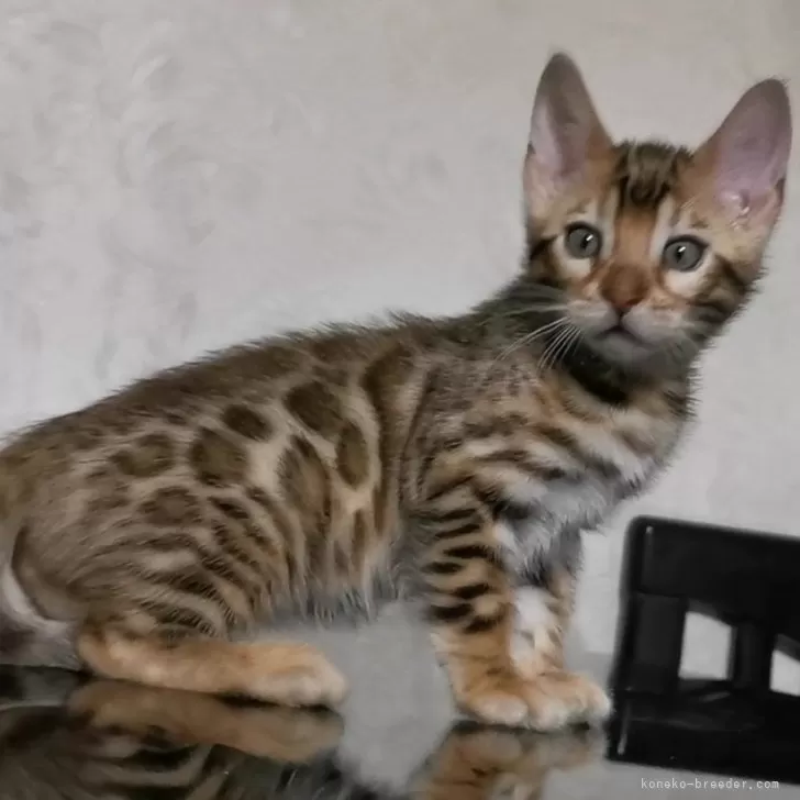 ID：2402-01497の子猫
