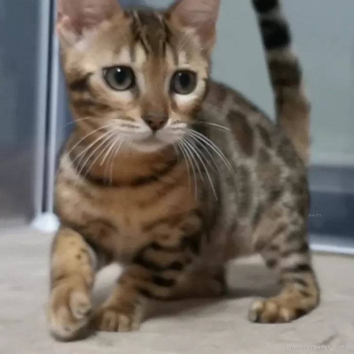 ID：2405-03629の子猫