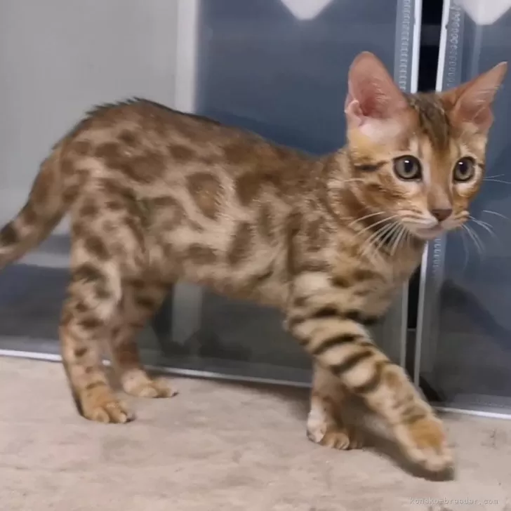 ID：2407-01656の子猫