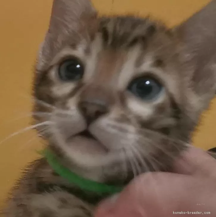 ID：2409-01145の子猫