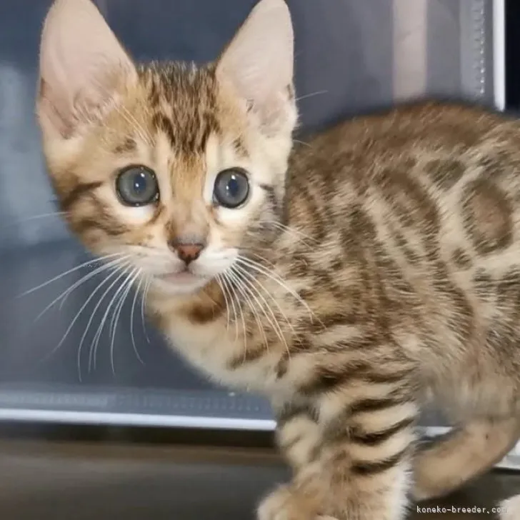 ID：2310-00376の子猫