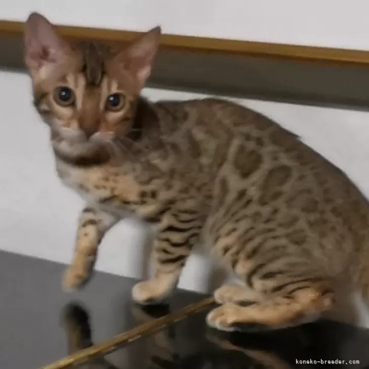 ID:2403-01264の子猫