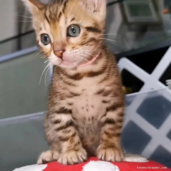 ID：2308-00352の子猫