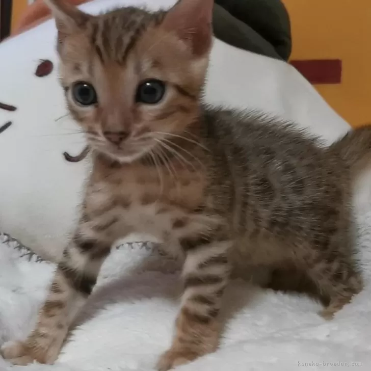 ID：2407-00753の子猫