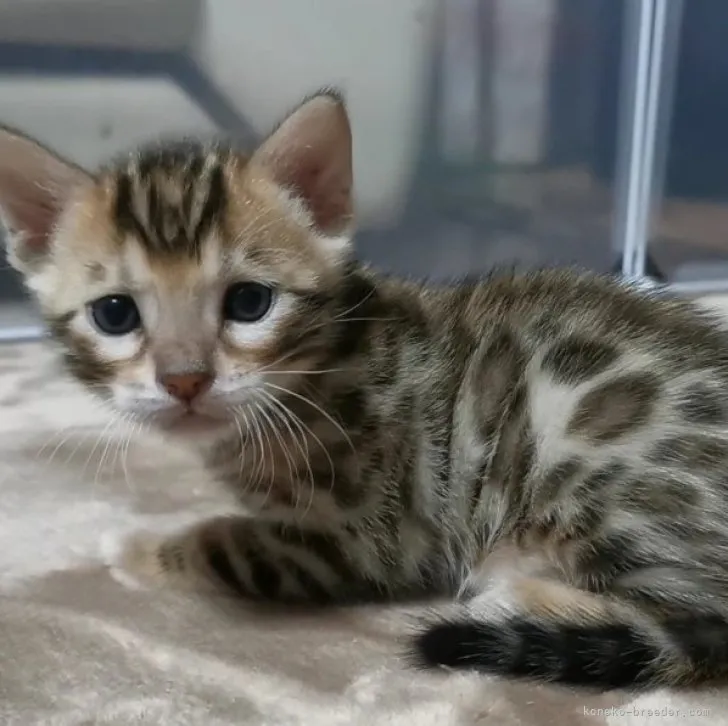 ID：2308-01620の子猫