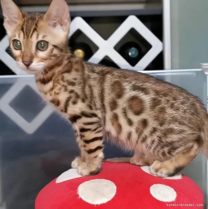 ID:2308-00361の子猫
