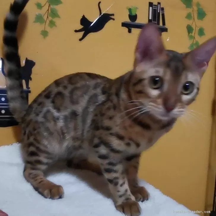 ID：2406-01229の子猫