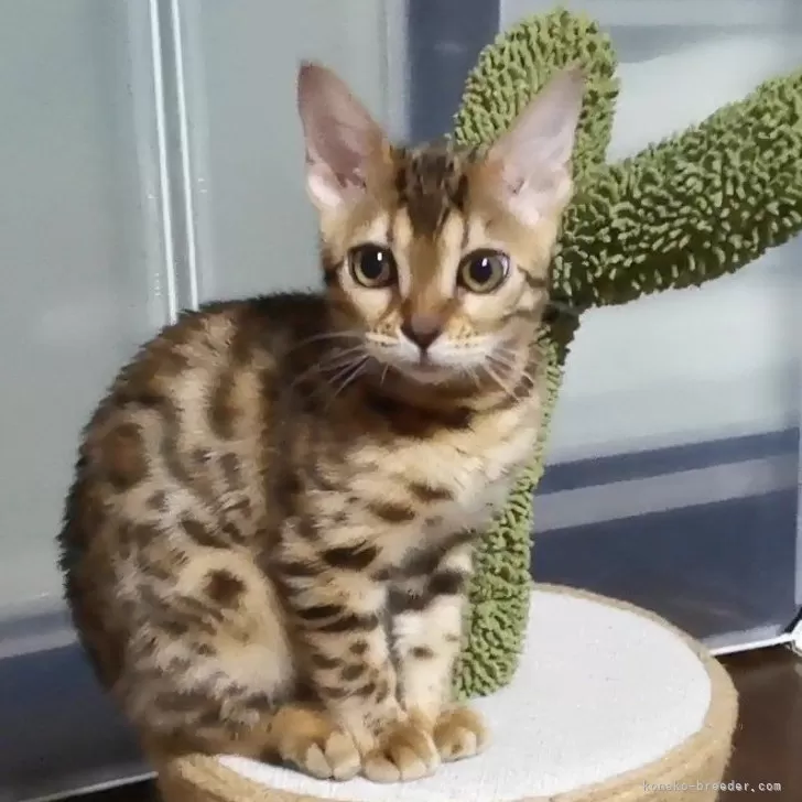 ID:2410-00687の子猫