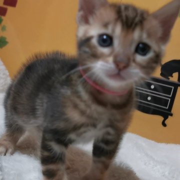 ベンガル【福岡県・女の子・2024年9月13日・ブラウンマーブルドタビー】の写真「人懐っこくて、可愛い❤️お顔の子猫です！」