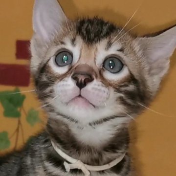 ベンガル【福岡県・男の子・2023年11月24日・ブラウンスポテットタビー】の写真「おめめくりくり、ヒョウ柄の綺麗な子猫です😆」