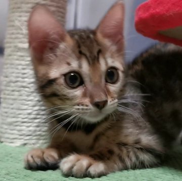 ベンガル【福岡県・女の子・2024年8月8日・ブラウンスポテットタビー(ロゼット)】の写真「ワイルドなヒョウ柄の子猫です！」