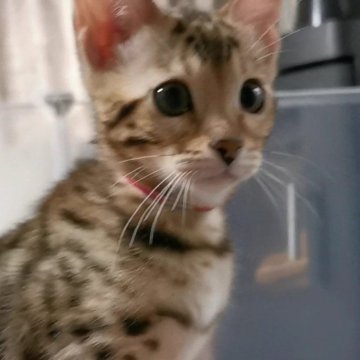 ベンガル【福岡県・女の子・2024年8月8日・ブラウンスポテットタビー(ロゼット)】の写真「ヒョウ柄が綺麗な、可愛いお顔の子猫です💓」