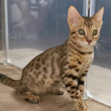 ベンガル【福岡県・男の子・2024年7月21日・ブラウンスポテットタビー(ロゼット)】の写真「ヒョウ柄が綺麗な、とても人懐っこいイケメン君！」