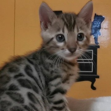 ベンガル【福岡県・女の子・2024年9月13日・ブラウンスポテットタビー(ロゼット)】の写真「綺麗なヒョウ柄、可愛いお顔の仔猫です！」