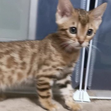 ベンガル【福岡県・女の子・2024年8月30日・ブラウンスポテットタビー(ロゼット)】の写真「ヒョウ柄が綺麗で、可愛いお顔！」