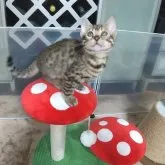 ベンガル【福岡県・女の子・2023年3月9日・ブラウンスポテットタビー(ロゼット)】の写真1「おめめのクリクリ😆可愛いです！」