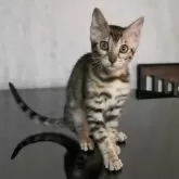 ベンガル【福岡県・女の子・2023年12月24日・ブラウンスポテットタビー(ロゼット)】の写真1「ベンガルらしい体型の美猫です🐱ヒョウ柄のロゼットがとても綺麗です💓」