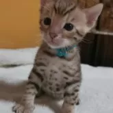 ベンガル【福岡県・男の子・2024年7月21日・ブラウンスポテットタビー(ロゼット)】の写真1「お目目くりくり、かわいいお顔のイケメン君です😸」