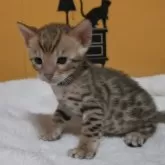 ベンガル【福岡県・男の子・2024年7月21日・ブラウンスポテットタビー(ロゼット)】の写真3