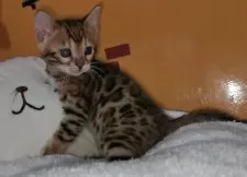 ベンガル【福岡県・女の子・2025年1月17日・ブラウンスポテットタビー(ロゼット)】の写真10「ヒョウ柄のロゼットがハッキリしていて、とても綺麗です✨」