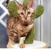 ベンガル【福岡県・女の子・2025年6月15日・ブラウンスポテットタビー(ロゼット)】の写真4