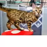 ベンガル【福岡県・女の子・2025年6月15日・ブラウンスポテットタビー(ロゼット)】の写真8