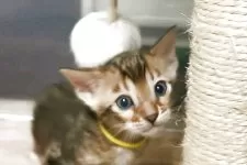 ベンガル【福岡県・男の子・2025年8月3日・ブラウンマーブルドタビー】の写真9「遊ぶの大好き😆💕おもちゃに夢中です！」