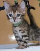 ベンガル【福岡県・女の子・2025年1月17日・ブラウンスポテットタビー(ロゼット)】の写真3