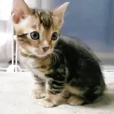 ベンガル【福岡県・男の子・2025年8月3日・ブラウンマーブルドタビー】の写真6