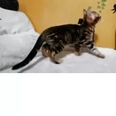 ベンガル【福岡県・女の子・2025年3月20日・ブラウンマーブルドタビー】の写真7